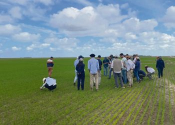 Estudiantes de agronomía se especializan en producción de arroz en el este del país