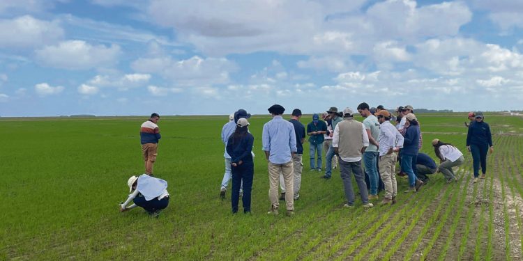 Estudiantes de agronomía se especializan en producción de arroz en el este del país