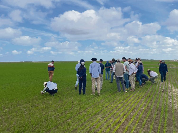 Estudiantes de agronomía se especializan en producción de arroz en el este del país