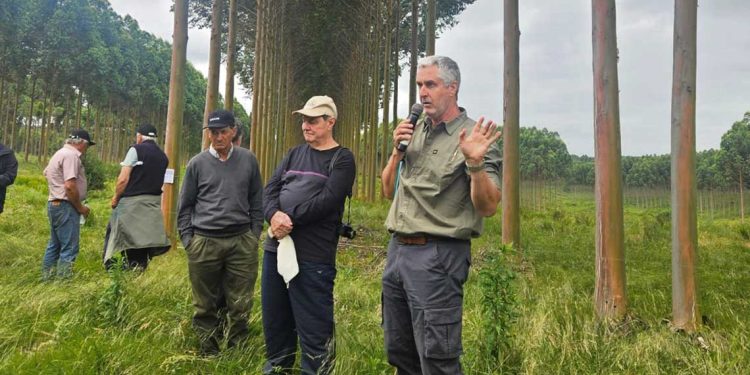 Con el sistema de silvopastoreo los productores ganaderos les suman otro piso a sus establecimientos