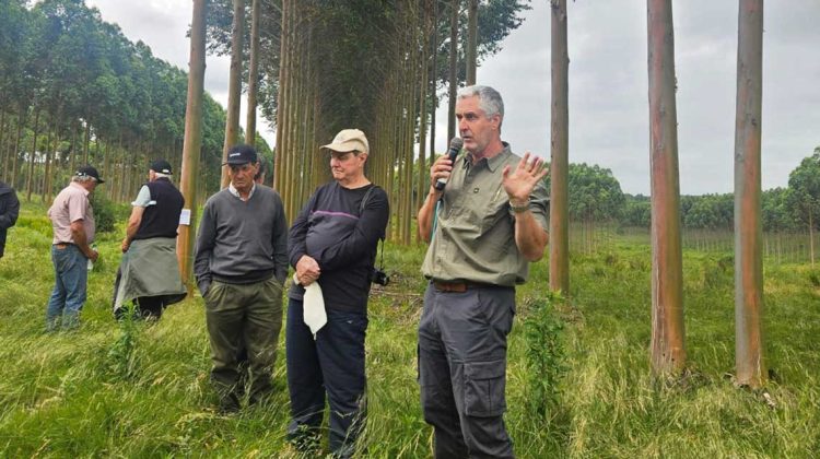 Con el sistema de silvopastoreo los productores ganaderos les suman otro piso a sus establecimientos