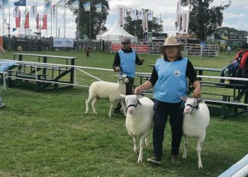 Rosana Pérez, productora familiar, desde inquieta mujer de granja a cabañera ovina de la raza Frisona