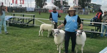 Rosana Pérez, productora familiar, desde inquieta mujer de granja a cabañera ovina de la raza Frisona