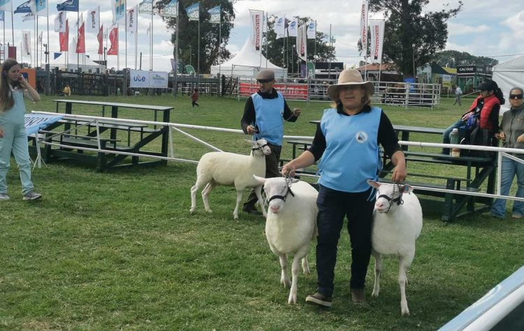Rosana Pérez, productora familiar, desde inquieta mujer de granja a cabañera ovina de la raza Frisona