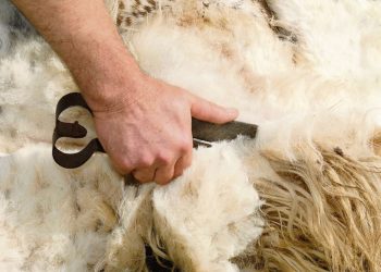 Los productores laneros siguen golpeados por los precios y con varias zafras en sus galpones