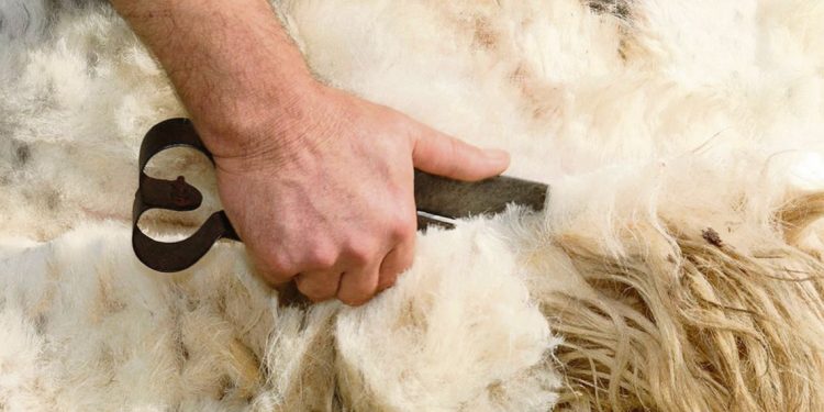 Los productores laneros siguen golpeados por los precios y con varias zafras en sus galpones