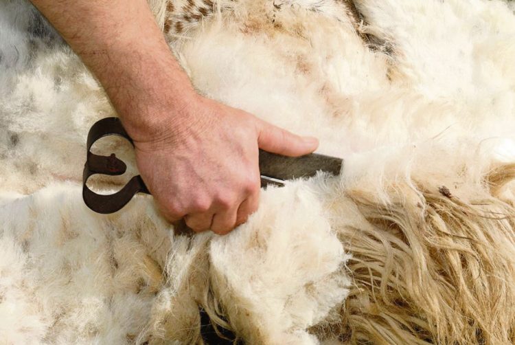 Los productores laneros siguen golpeados por los precios y con varias zafras en sus galpones