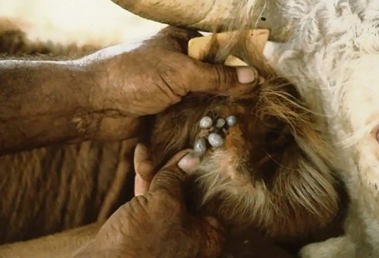 “Queremos apoyar un plan que el MGAP nos venía solicitando y esperamos que dé los resultados deseados”