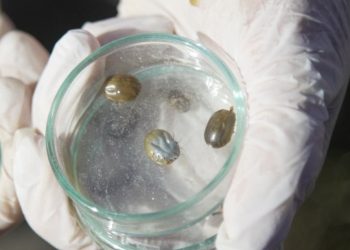 El BROU y el MGAP crearon programa de asistencia financiera para el control de la garrapata en vacunos