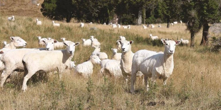 Productores neozelandeses preocupados por área que pasa a la silvicultura