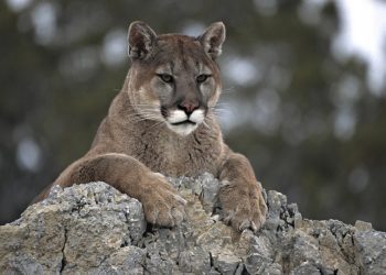 Entre pumas y jabalíes
