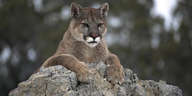 Entre pumas y jabalíes