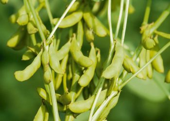 El agro pone toda la esperanza en los cultivos de verano