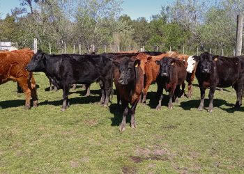 “El futuro de la carne y de los mercados está en Medio Oriente y Asia”
