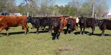 “El futuro de la carne y de los mercados está en Medio Oriente y Asia”