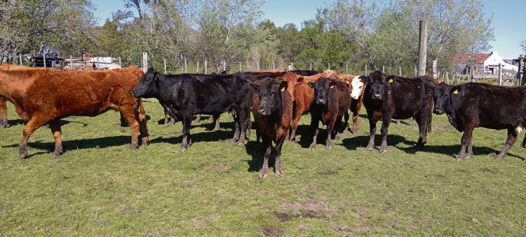 “El futuro de la carne y de los mercados está en Medio Oriente y Asia”