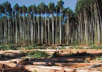 “A las plantaciones de árboles durante 15 años les pagamos la mitad del costo de plantarlos”