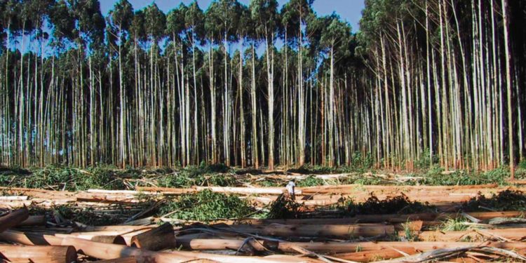 “A las plantaciones de árboles durante 15 años les pagamos la mitad del costo de plantarlos”