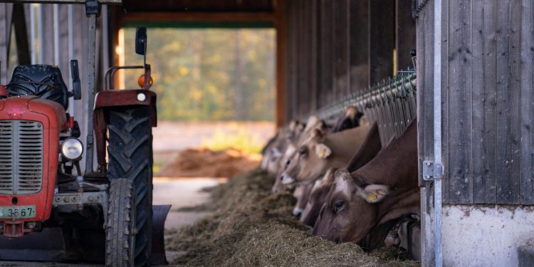 Fonterra cerró el año a la baja, pero con valores superiores a los de diciembre de 2023