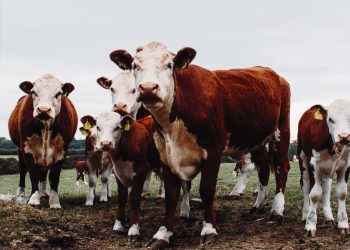 Grupo Larrarte y República Ganadera, el dominó de los bonos ganaderos