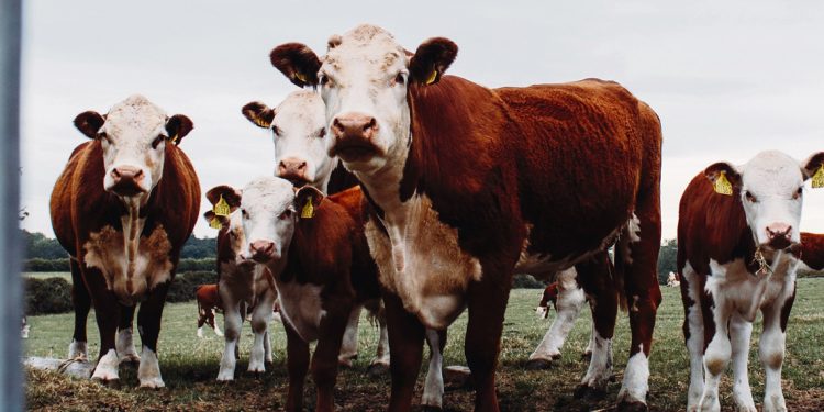 Grupo Larrarte y República Ganadera, el dominó de los bonos ganaderos