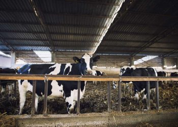 “El acuerdo con la UE es neutro para el sector lácteo uruguayo, hasta diría que un poquito negativo”