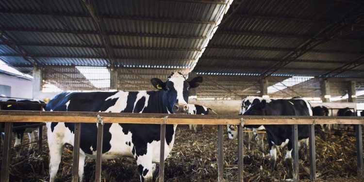 “El acuerdo con la UE es neutro para el sector lácteo uruguayo, hasta diría que un poquito negativo”