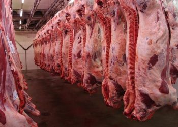 Gremiales piden declaración de esencialidad para la faena de animales que están en planta