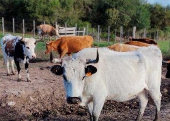 Ganado criollo: de “museo viviente” a “herramienta para atender problemas modernos”