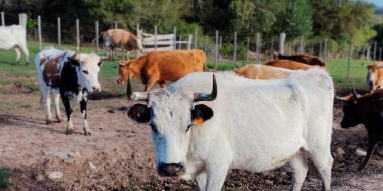 Ganado criollo: de “museo viviente” a “herramienta para atender problemas modernos”