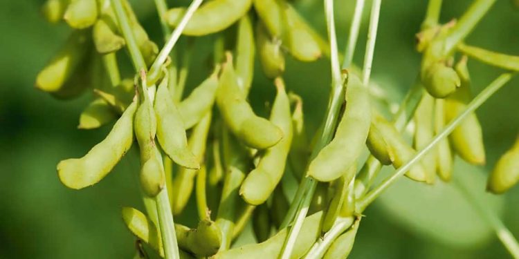 Soja: de una cosecha dramática a la actual incertidumbre por el bajo precio