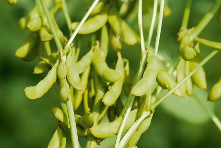 Soja: de una cosecha dramática a la actual incertidumbre por el bajo precio