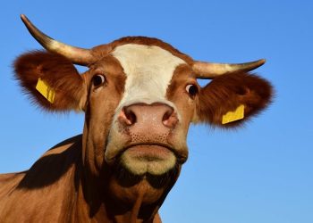 Ante medidas de Foica, productores de leche instan a lograr acuerdos y piden al Gobierno hacer respetar los derechos de todos