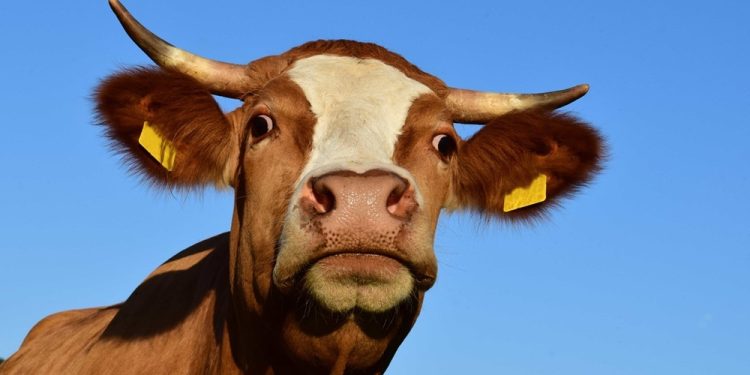 Ante medidas de Foica, productores de leche instan a lograr acuerdos y piden al Gobierno hacer respetar los derechos de todos