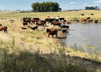 Al límite: falta de lluvias compromete a varios sectores productivos