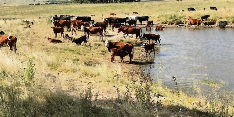 Al límite: falta de lluvias compromete a varios sectores productivos