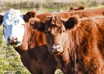 Alertan sobre el nivel de endeudamiento ganadero y el crecimiento de la morosidad