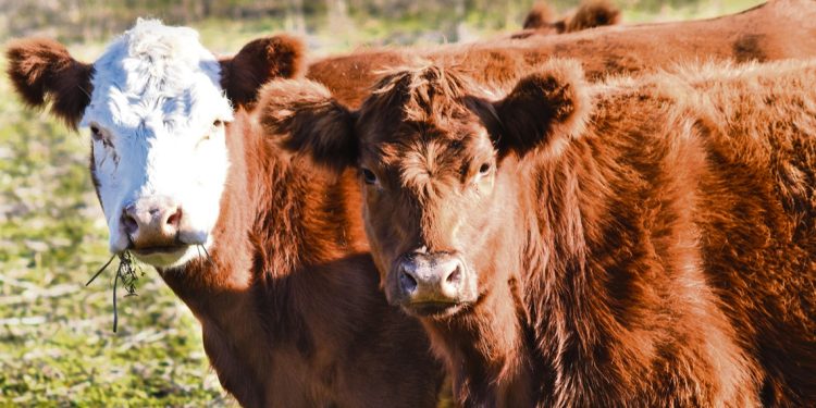 Alertan sobre el nivel de endeudamiento ganadero y el crecimiento de la morosidad