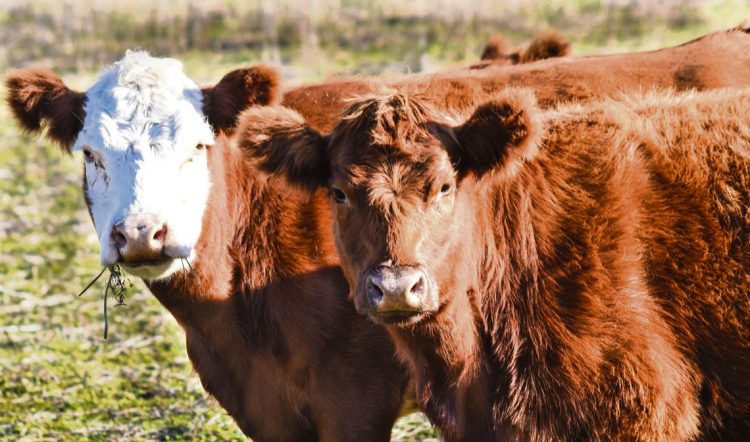 Alertan sobre el nivel de endeudamiento ganadero y el crecimiento de la morosidad