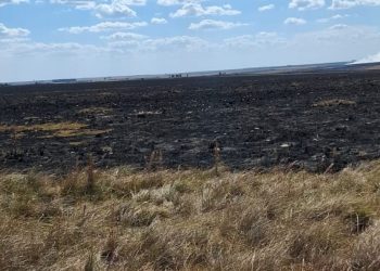 En Artigas y Salto hay mucha disponibilidad de pasto, pero está seco y falta agua