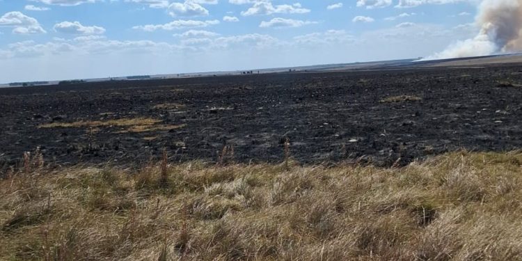 En Artigas y Salto hay mucha disponibilidad de pasto, pero está seco y falta agua