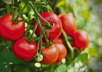 Productores reclaman por el Instituto de la Granja y acuerdos políticos para el sector