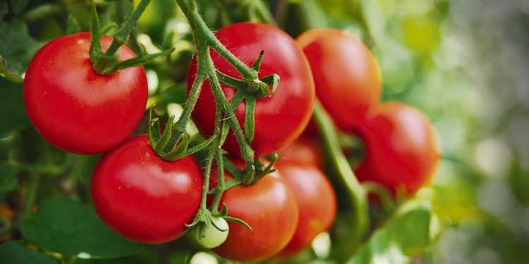 Productores reclaman por el Instituto de la Granja y acuerdos políticos para el sector