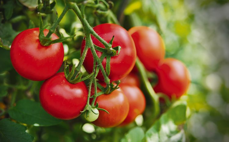 Productores reclaman por el Instituto de la Granja y acuerdos políticos para el sector