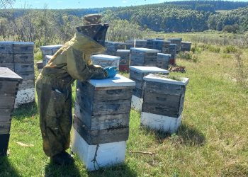 El buen clima del 2024 alienta a los apicultores que esperan tener una buena zafra en 2025