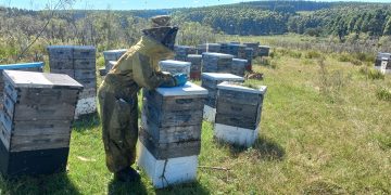El buen clima del 2024 alienta a los apicultores que esperan tener una buena zafra en 2025