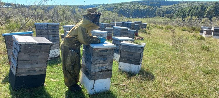 El buen clima del 2024 alienta a los apicultores que esperan tener una buena zafra en 2025