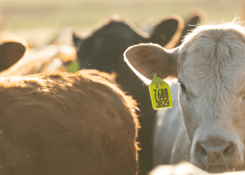 2.093 vacunos se encuentran retenidos por medidas gremiales sorpresivas y se constató la muerte de tres animales