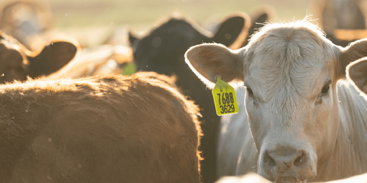 2.093 vacunos se encuentran retenidos por medidas gremiales sorpresivas y se constató la muerte de tres animales