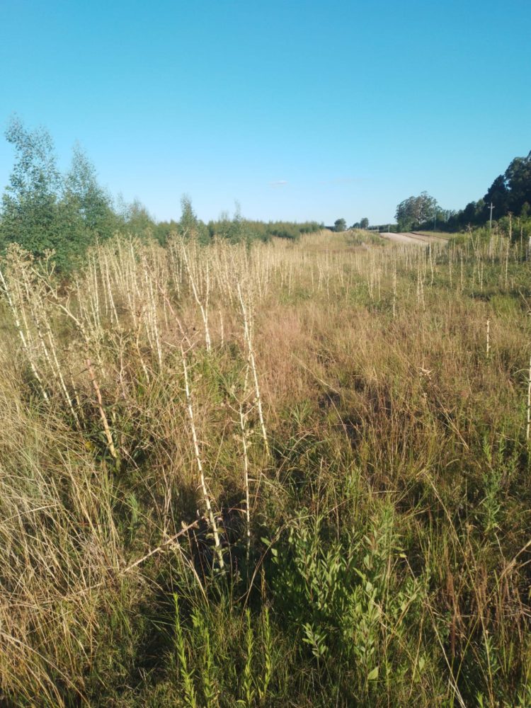 En zonas forestales de Paysandú preocupa la falta de limpieza en torno a los montes 